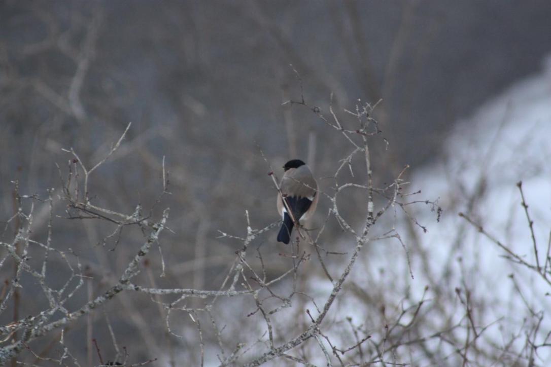 Furulund Pensjonat Ron Dış mekan fotoğraf